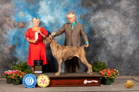 Cane Corso #8 Thur BOBNCh Judge Debra Thornton