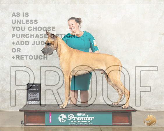 Great Dane #494 Sat RCh Judge Ronald Sacca__MJ_8289_Premier_2022_HR3