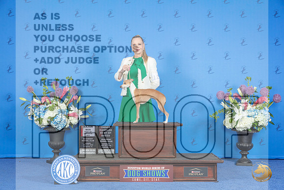 Italian Greyhound #12 SUN BOS NOHS M Judge Jon Cole__JP_0151_Houston_2024_HR3