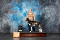 Silken Windhound #107 Sun BOW Judge Terri Rein