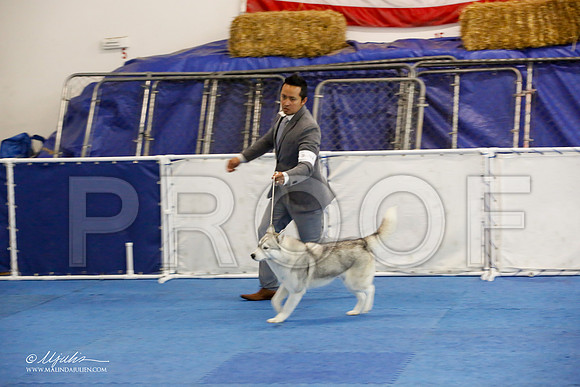 _M3_0625-AddisonHuskyMar2015-HR3