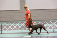 Cane Corso Sat Rings