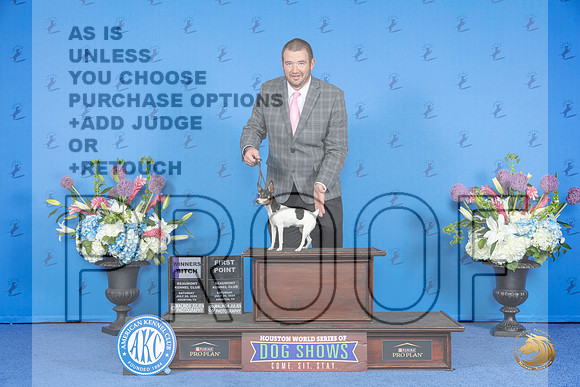Toy Fox Terrier #12 SAT WB Judge Sandra Lex__JP_9684_Houston_2024_HR3
