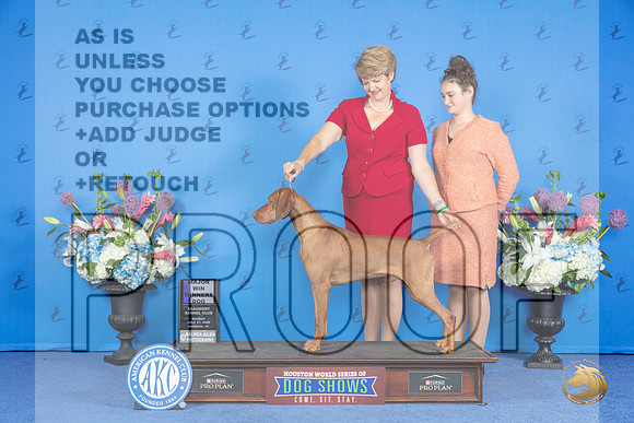 Vizsla #31 SUN WD M Judge Nancy Liebes__JP_0075_Houston_2024_HR3