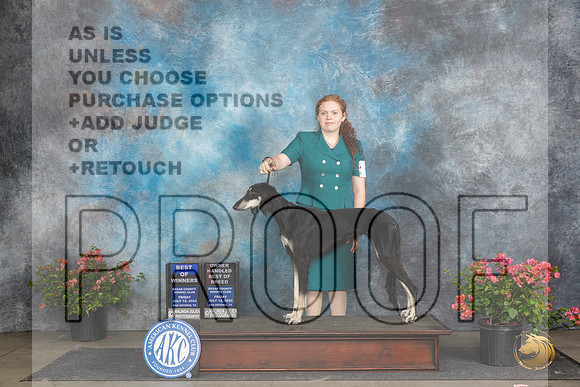 Saluki #8 Fri BOWOHBOB Judge Polly (Mrs Robert) D Smith__JP_4372_San Antonio_2024_HR3