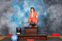 Yorkshire Terrier #6 Sat WBM Judge Helen Tomb-Taylor