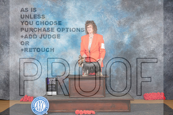 Yorkshire Terrier #6 Sat WBM Judge Helen Tomb-Taylor__JP_0215_Sulphur Springs_2024_HR3