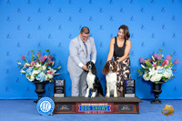 Springer Spaniel #5 #6 SAT WD M WB BOW M Judge Ronald Freeman
