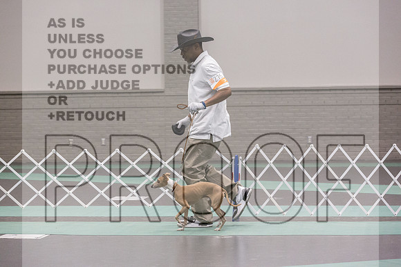 Italian Greyhound Sat Ring_JJL_0780_UKCLNGVIEWOCT2024_2024_HR3