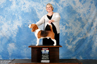 Beagle #5 Sun BIS RESHOOT Ayala Brooke and Rudy Ayala III and Rebecca Dirksen Agent Brooke Young Judge Mrs Murrel Purkhiser