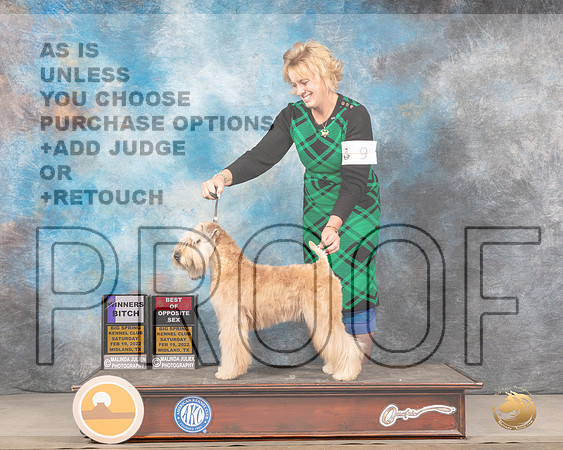 Soft Coated Wheaten Terrier #6 Sat BOSWB Judge Denny MounceMMJ_4310_Mdlnd2022_HR3