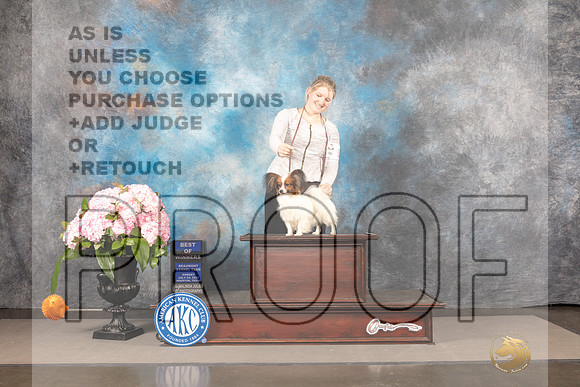 Papillon #7 Sun WDBOW Judge Barbara Alderman_MJ_8312_Houston_2022_HR3
