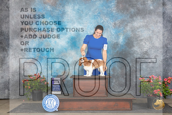 Cavalier King Charles Spaniel #12 Sat WB Judge Christine Martinez__JP_5458_San Antonio_2024_HR3