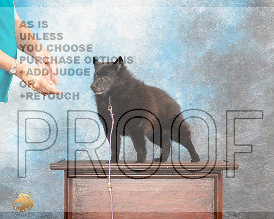 Schipperkee Sybil Nancy AndersonMMJ_5322_Lngvw2022HR3
