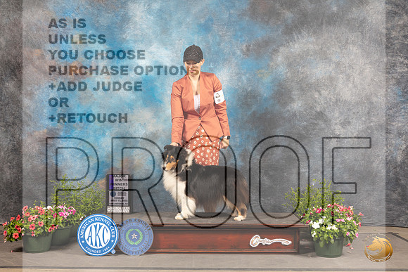 Shetland Sheepdog #30 Sun WB Judge Robert Shreve_MJ_1068_SA_2022_HR3