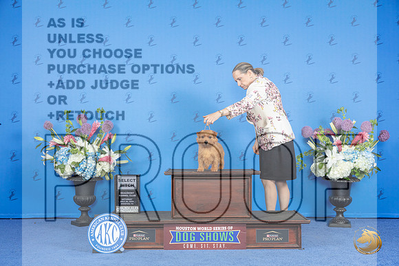 Norfolk Terrier #24 SAT SB Judge Nancy Liebes__JP_0032_Houston_2024_HR3