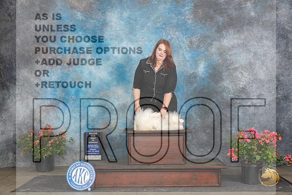 Pekingese #5 Fri WDBOWM Judge Azalea Alvarez__JP_4452_San Antonio_2024_HR3