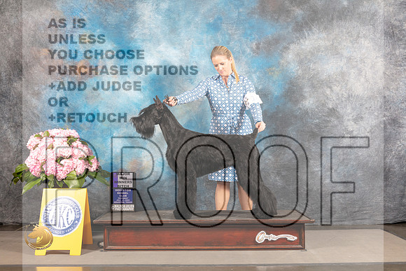 Schnauzer Giant #14 THUR WB Major Judge Karen McFarlane_MJ_4220_Houston_2022_HR3