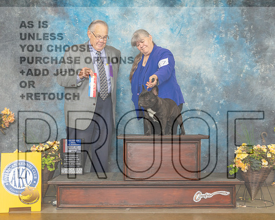 French Bulldog #7 Thur BOS Judge John Wade-MMJ_8822-NWARK2022-HR3