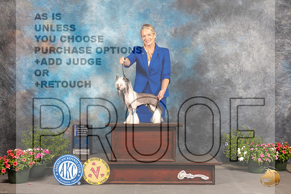 Chinese Crested #7 Fri BOWCh Judge George Milutinovich_MJ_0007_SA_2022_HR3