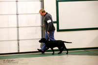 Labrador Retriever Sat S2 Ring