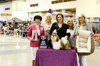 Shih Tzu #9 Thurs BOS Haley Dan & Anna V Maybin Judge B Alderman + 1
