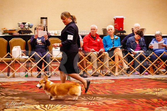 _JJ_9651-HstnCorgiFeb2015-HR3
