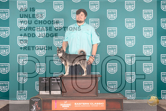 Alaskan Klee Kai # Thur COCBOB Judge Tony Raposo__JP_1795_UKCEastern_2024_HR3