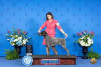 German Shorthaired Pointer #23 THUR OHBOB Judge Ronald Freeman