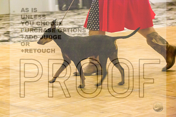 Manchester Terrier MTOY Candids-JJL_2228-Hstn2022_HR3