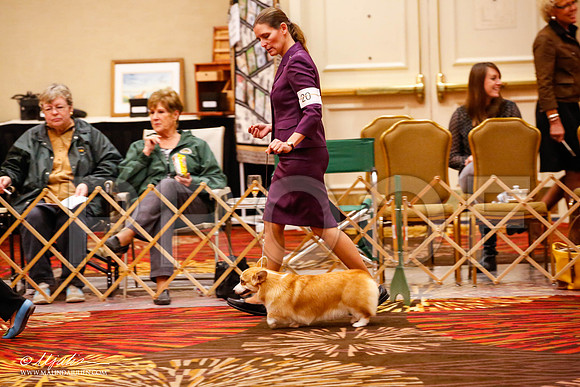 _JJ_9813-HstnCorgiFeb2015-HR3