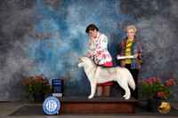Siberian Husky #11 Sat G1 Judge Paul F Willhauck