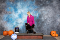 Poodle Miniature #5 Sat BOB D. Brown r