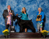 Giant Schnauzers #29 Fri BiS Mann Carol Maryann Bisceglia Judge Mr Douglas R Holloway