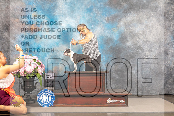Boston Terrier #23 WED SD Judge Gloria Kerr *R*_MJ_6668_Houston_2022_HR3