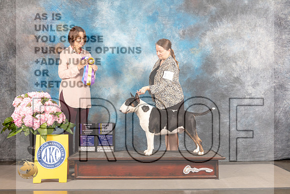 Bull Terrier Colored #15 THUR BOV BOW WB Major Judge Susie Harris_MJ_4018_Houston_2022_HR3