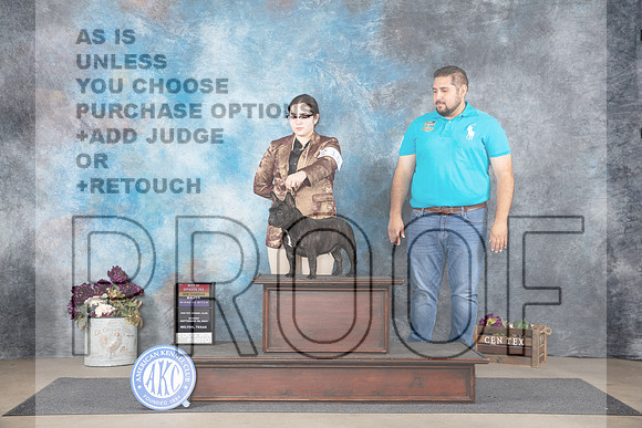 French Bulldog #10 Sun WBBOSMNCh Judge Donelle Richards__JP_7649_Belton_2024_HR3