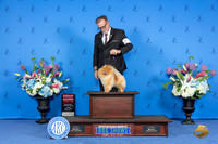 Pomeranian #15 SUN G2 Judge Douglas Johnson