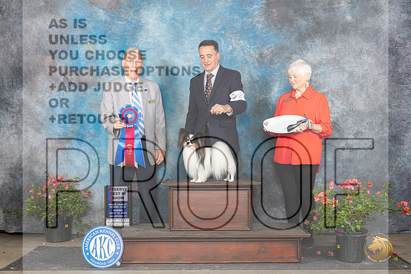 Papillon #23 Sun RBIS Judge Wendy G Willhauck__JP_6415_San Antonio_2024_HR3
