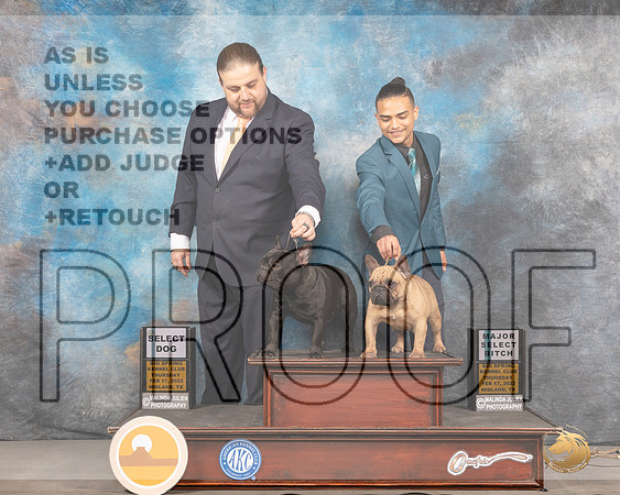 French Bulldog #17 SD #40 SB Thurs Judge Barbara AldermanMMJ_2227_Mdlnd2022_HR3