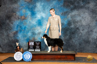 Miniature American Shepherd #9 Sun WDBOSM Judge Lisa Graser