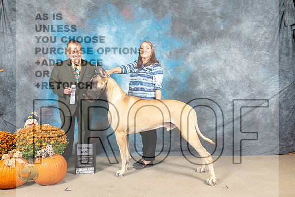 Great Dane #15 Sat SD Judge Del Richards_MJ_6418_Belton_2022_HR3
