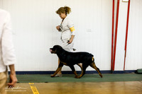 Rottweiler Sun