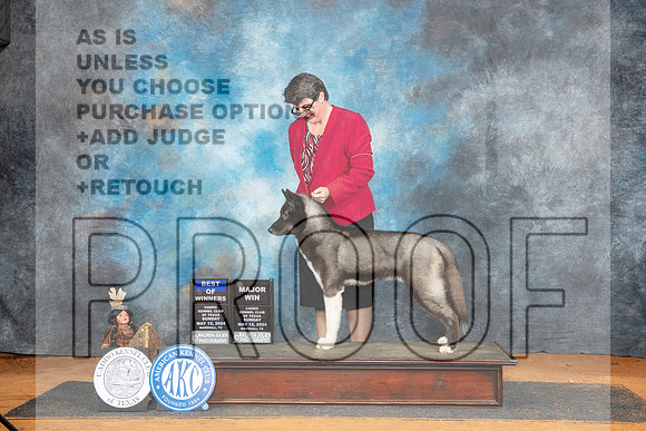Siberian Husky #7 Sun BOW Judge Karen Hynek__JP_8659_MARSHALL_2024_HR3