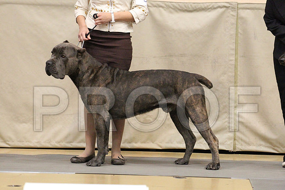MJS_8561