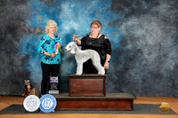 Bedlington Terrier #16 Sat BOBM Judge Lisa Graser