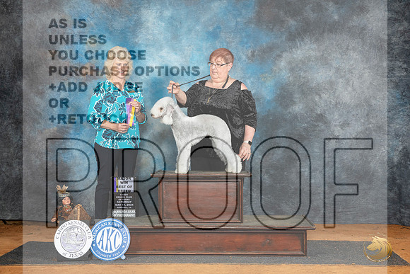 Bedlington Terrier #16 Sat BOBM Judge Lisa Graser__JP_8086_MARSHALL_2024_HR3