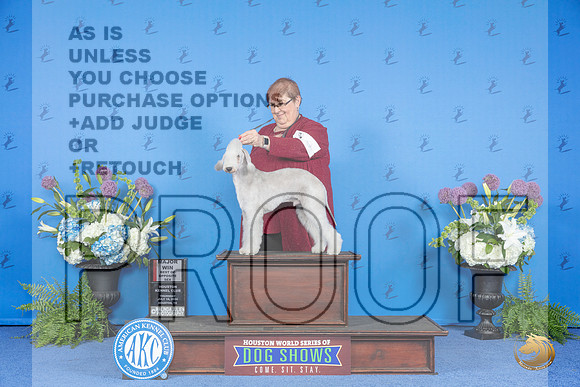 Bedlington Terrier #9 THUR BOS M Judge Jamie Hubbard__JP_8226_Houston_2024_HR3