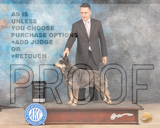 Australian Cattle Dog #7 Fri G3 Judge Eric Leibes-MMJ_3466-Addison2022-HR3