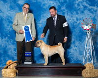 Chinese Shar-Pei #6 Fri G1 Mauk Jeff Susanna Bjornsson S Demirjiar Beazly Agent Clint Livingston Mr James G Reynolds